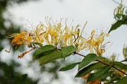 花蝴蝶