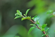 花蝴蝶