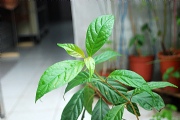 花蝴蝶