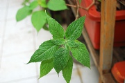 花蝴蝶