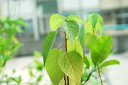 花蝴蝶