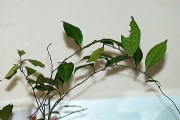 花蝴蝶