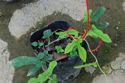 花蝴蝶