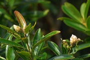 華仔