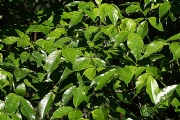 大師兄