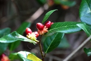 大師兄