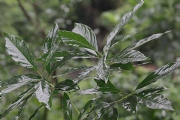阿慶
