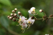 大師兄