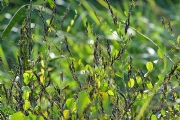 野球拳