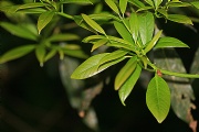熱血蝶探