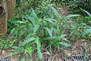 alenquer