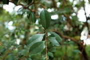 alenquer