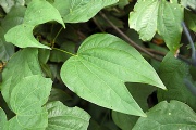 alenquer