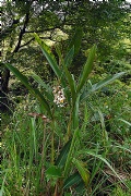 alenquer