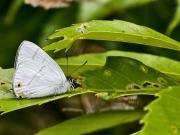 阿里山長尾小灰蝶